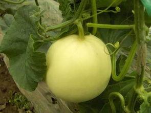 安徽小白瓜怎么吃,解锁美味新体验  第2张