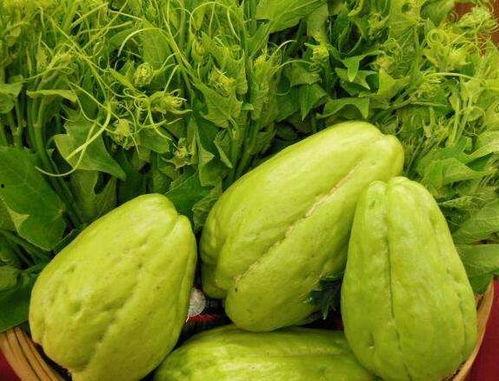 佛手瓜几月有瓜吃,揭秘最佳食用月份”  第2张