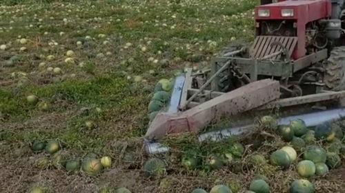 最先进的吃瓜机器,最先进吃瓜机器引领智能生活新潮流  第3张