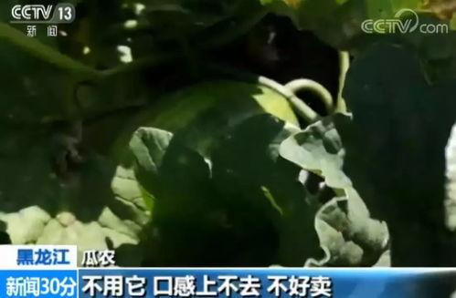 带你吃瓜吃东西,揭秘“带你吃瓜吃东西”的独特魅力  第2张