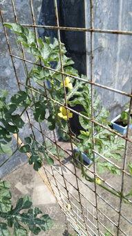 搞笑阳台吃瓜趣事,笑料连连趣事多