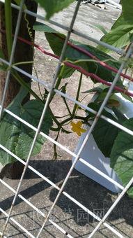 搞笑阳台吃瓜趣事,笑料连连趣事多  第2张