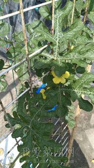 搞笑阳台吃瓜趣事,笑料连连趣事多  第3张