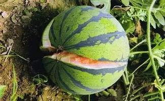 裂瓜怎么吃最好,这样吃最营养! 第2张 裂瓜怎么吃最好,这样吃最营养! 第2张