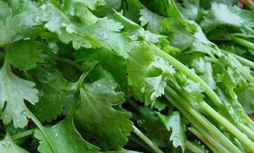 吃瓜爱吃香菜,揭秘吃瓜与香菜的奇妙组合  第2张