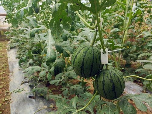 小瓜吃瓜,揭秘娱乐圈那些不为人知的幕后故事  第2张