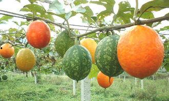 谁吃吊瓜歌,探寻民间传说的神秘吊瓜之谜