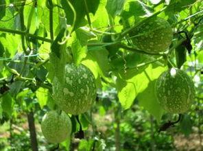 谁吃吊瓜歌,探寻民间传说的神秘吊瓜之谜  第2张