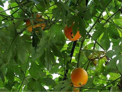 谁吃吊瓜歌,探寻民间传说的神秘吊瓜之谜  第3张