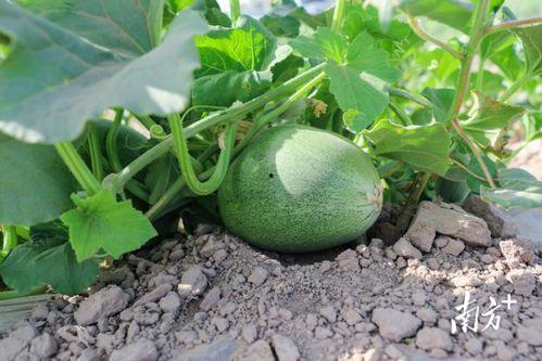 大上海吃瓜,吃瓜群众的欢乐盛宴  第2张