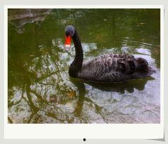 白鹅吃瓜  第2张