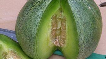 绿宝瓜怎么吃呢,轻松解锁美味新体验  第2张