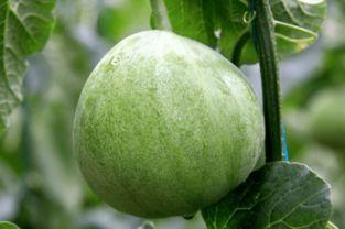 绿宝瓜怎么吃呢,轻松解锁美味新体验  第3张