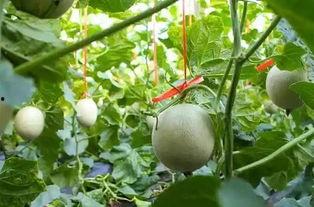 凌晨吃网纹瓜,网纹瓜的独特魅力  第3张