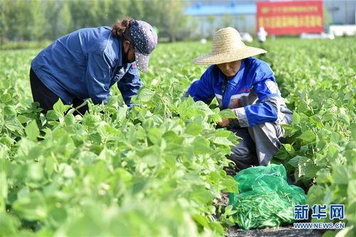 克东县吃瓜,瓜香四溢，品味乡村田园生活  第1张