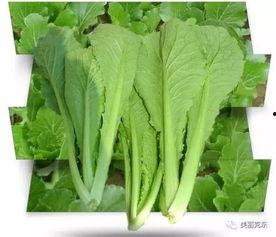 克东县吃瓜,瓜香四溢，品味乡村田园生活  第2张