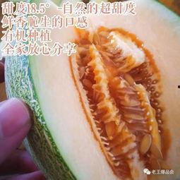 吃白沙甜蜜瓜,瓜香四溢的夏日美味之旅 第2张 吃白沙甜蜜瓜,瓜香四溢的夏日美味之旅 第2张