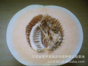 吃白沙甜蜜瓜,瓜香四溢的夏日美味之旅 第3张 吃白沙甜蜜瓜,瓜香四溢的夏日美味之旅 第3张