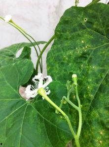 么瓜花怎么吃,解锁美味新体验 第1张 么瓜花怎么吃,解锁美味新体验 第1张