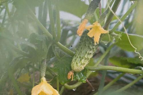 么瓜花怎么吃,解锁美味新体验 第2张 么瓜花怎么吃,解锁美味新体验 第2张