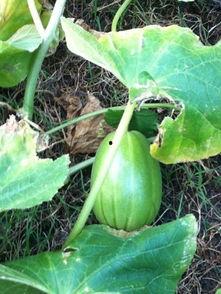 么瓜花怎么吃,解锁美味新体验 第3张 么瓜花怎么吃,解锁美味新体验 第3张