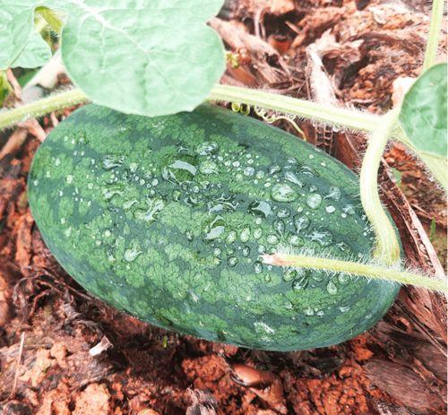 梦见找瓜吃,探寻梦中寻瓜的奥秘 第2张 梦见找瓜吃,探寻梦中寻瓜的奥秘 第2张