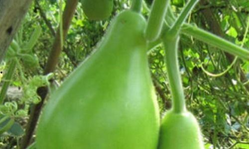 吃瓠瓜头晕,揭秘吃瓠瓜引发头晕的神秘现象 第2张 吃瓠瓜头晕,揭秘吃瓠瓜引发头晕的神秘现象 第2张