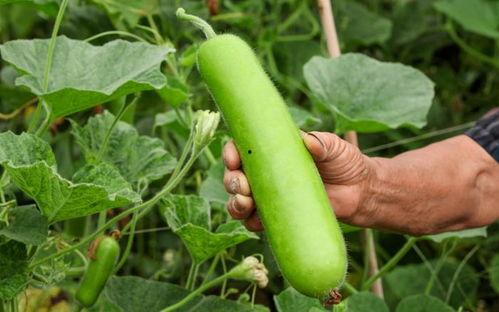 吃瓠瓜头晕,揭秘吃瓠瓜引发头晕的神秘现象 第3张 吃瓠瓜头晕,揭秘吃瓠瓜引发头晕的神秘现象 第3张