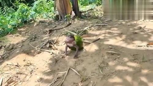 吃瓜像猴子视频,揭秘网络热门视频背后的趣味生活 第2张 吃瓜像猴子视频,揭秘网络热门视频背后的趣味生活 第2张