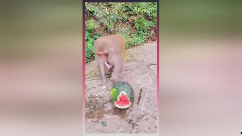 吃瓜像猴子视频,揭秘网络热门视频背后的趣味生活 第3张 吃瓜像猴子视频,揭秘网络热门视频背后的趣味生活 第3张