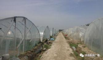 沛县最近吃瓜事件,一场网络热议背后的真相揭秘 第1张 沛县最近吃瓜事件,一场网络热议背后的真相揭秘 第1张