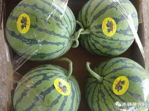 沛县最近吃瓜事件,一场网络热议背后的真相揭秘 第2张 沛县最近吃瓜事件,一场网络热议背后的真相揭秘 第2张