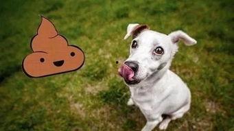 狗可以吃牛蹄瓜吗怎么吃,狗狗的美食新选择，这样烹饪更美味