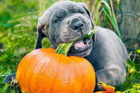 狗可以吃牛蹄瓜吗怎么吃,狗狗的美食新选择，这样烹饪更美味  第2张