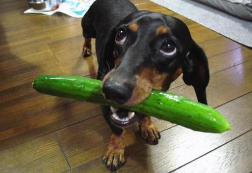 狗可以吃牛蹄瓜吗怎么吃,狗狗的美食新选择，这样烹饪更美味  第3张