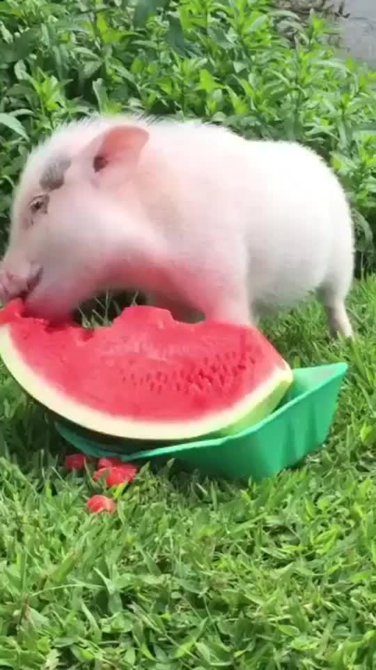 舍友请吃瓜,舍友请客共享美味时光