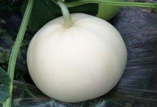 打嗝吃梨瓜,传统食疗法中的神奇疗效