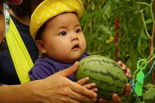 单纯吃瓜群,揭秘“吃瓜群众”背后的网络现象与社交心理