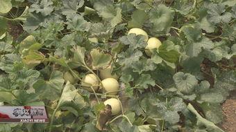 芦绿瓜怎么做吃,家常烹饪新尝试