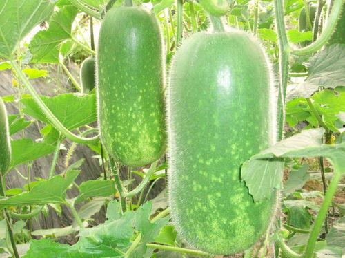 10362016吃瓜群,揭秘“吃瓜群”背后的网络现象