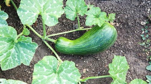 瓠瓜杆子能否吃