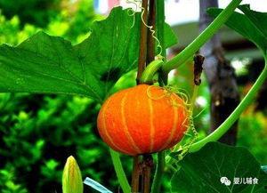 婴儿吃的蓝瓜,宝宝辅食新选择，营养美味两不误