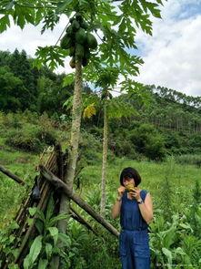 吃瓜树下,揭秘娱乐圈背后的故事与真相