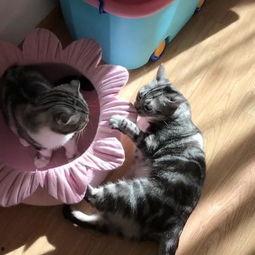 吃瓜猫手机壳,萌趣设计，潮流时尚新选择