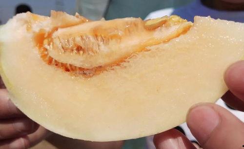 吃小白瓜发胖吗,吃它真的会发胖吗？