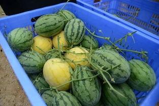 冕宁吃瓜金,揭秘网络红人的崛起之路