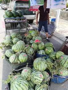 曹县去年吃瓜事件,一场网络狂欢背后的社会现象解析