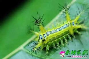 马蝇幼虫吃瓜,揭示自然界的奇妙循环