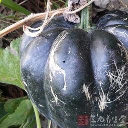 吃方瓜胖吗,揭秘吃方瓜是否会胖