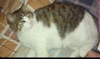 吃瓜猫劝架,化解邻里纠纷